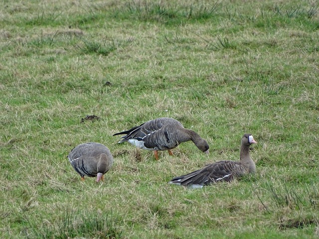 TA：勒沃库森的防守坚如磐石，曼城两侧防线存在巨大漏洞